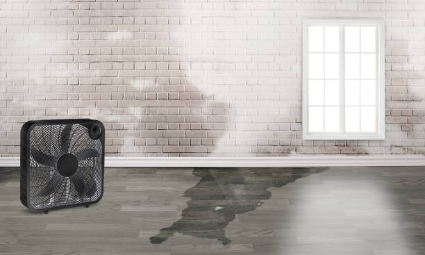 Best Sewage cleanup and water damage restoration  in Bellevue, KY